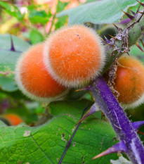 Narančíla - chlpatý pomaranč - Solanum quitoense - semiačka - 5 ks