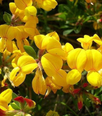 Ľadenec rožkatý - Lotus corniculatus - semiačka - 100 ks