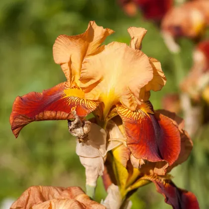 Kosatec nemecký oranžový - Iris germanica - predaj hľúz - 1ks