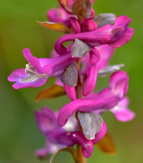 Chochlačka dutá - Corydalis cava - predaj cibuľovín - 3 ks