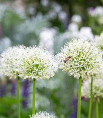 Cesnak White Giant - Allium - predaj cibuľovín - 1 ks