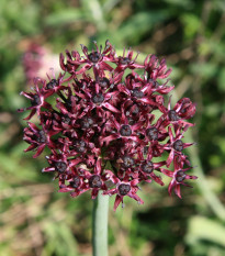 Cesnak Atropurpureum - Allium - predaj cibuľovín - 3 ks