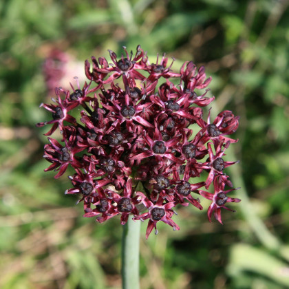 Cesnak Atropurpureum - Allium - predaj cibuľovín - 3 ks