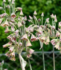 Cesnak sicílsky - Allium siculum - predaj cibuľovín - 3 ks