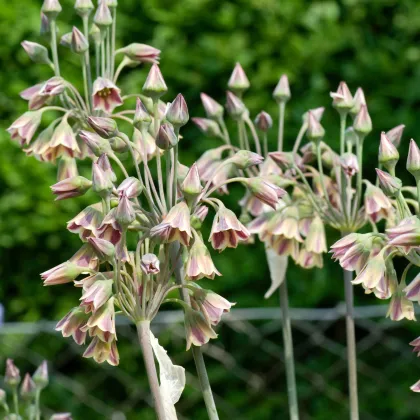 Cesnak sicílsky - Allium siculum - predaj cibuľovín - 5 ks