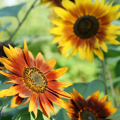 Slnečnica ročná Fantázia F1 - Helianthus annuus - predaj semien - 6 ks