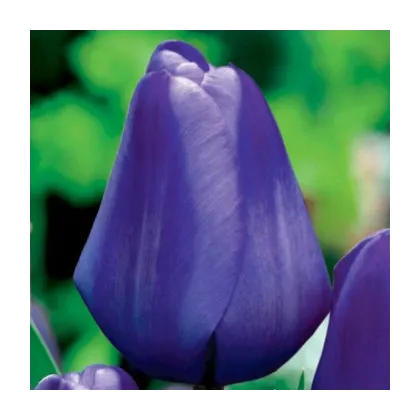 Tulipán Triumph Blue - Tulipa - predaj cibuľovín - 3 ks