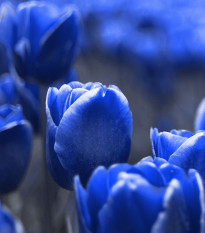 Tulipán Triumph Blue - Tulipa - predaj cibuľovín - 3 ks