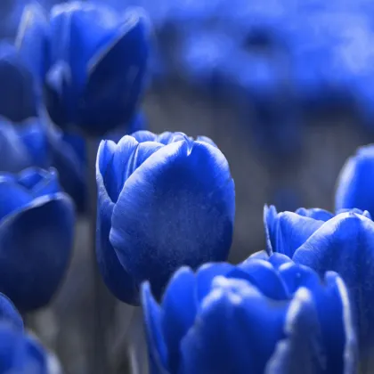 Tulipán Triumph Blue - Tulipa - predaj cibuľovín - 3 ks