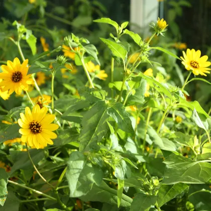 Slnečnica slabá zmes farieb - Helianthus debilis - predaj semien - 7 ks