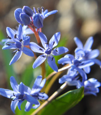 Scila dvojlistá modrá - Scilla bifolia blue - predaj cibuľovín - 3 ks