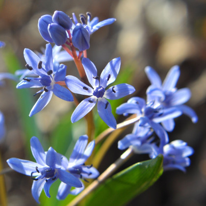 Scila dvojlistá modrá - Scilla bifolia blue - predaj cibuľovín - 3 ks