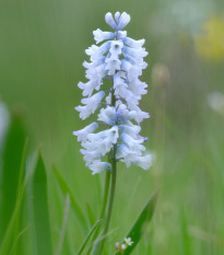 Scila zvonkovitá biela - Scilla campanulata - predaj cibuľovín - 3 ks