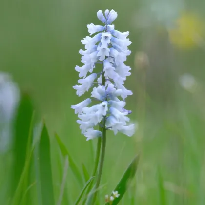 Scila zvonkovitá biela - Scilla campanulata - predaj cibuľovín - 3 ks