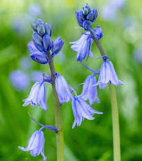 Scila zvonkovitá modrá - Scilla campanulata - predaj cibuľovín - 3 ks