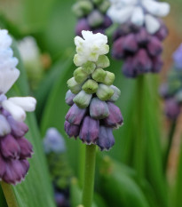 Modrica Grape Ice - Muscari - predaj cibuľovín - 5 ks