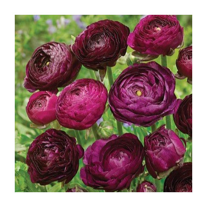 Iskerník plnokvetý Tomer Purple - Ranunculus asiaticus - predaj cibuľovín - 3 ks