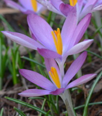 Krókus Roseus - Crocus tommasinianus - predaj cibuľovín - 3 ks