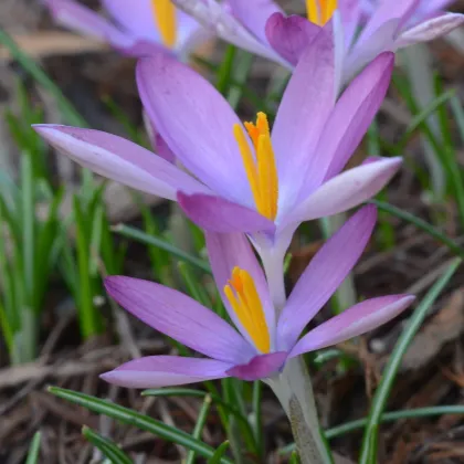 Krókus Roseus - Crocus tommasinianus - predaj cibuľovín - 3 ks