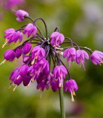 Cesnak previsnutý - Allium cernuum - predaj cibuľovín - 3 ks