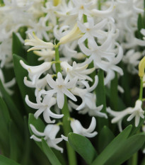 Hyacint mnohokvetý biely - Hyacinthus - predaj cibuľovín - 1 ks