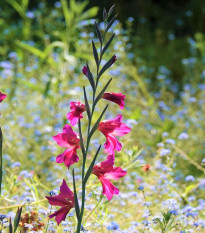 Gladiola obyčajná - Gladiolus byzantinus - predaj cibuľovín - 3 ks