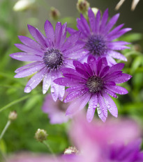 Suchokvet ročný - Xeranthemum annuum - predaj semien - 100 ks