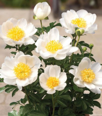 Pivonka Patio Dublin - Paeonia lactiflora - predaj cibuľovín - 1 ks