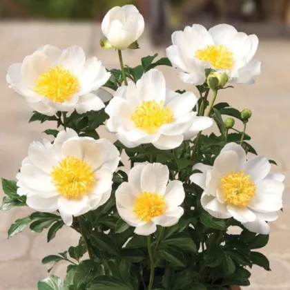 Pivonka Patio Dublin - Paeonia lactiflora - predaj cibuľovín - 1 ks