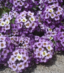 Lobulária prímorská fialová - Alyssum maritimum - predaj semien - 1 g