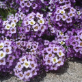 Lobulária prímorská fialová - Alyssum maritimum - predaj semien - 1 g