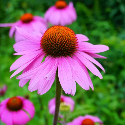 Echinacea purpurová - Echinacea purpurea - semiačka - 15 ks