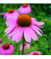 Echinacea purpurová - Echinacea purpurea - semiačka - 15 ks