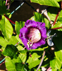 Kobea šplhavá modrá - Cobaea scandens - predaj semien - 7 ks