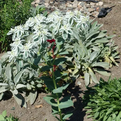 Mliečnikovka obrúbená - Euphorbia marginata - predaj semien - 20 ks