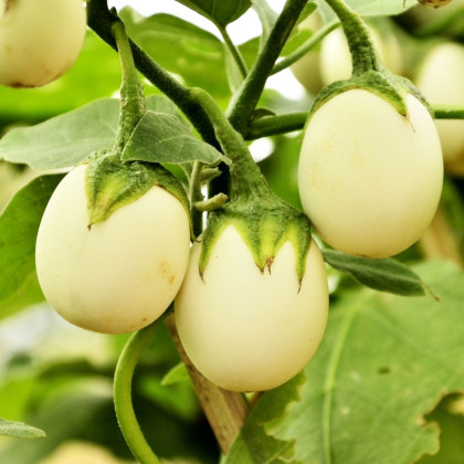 Baklažán vajcoplodý Eierbaum - Solanum melongena - predaj semien - 20 ks