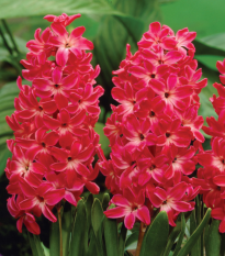 Hyacint Red Glory - Hyacinthus - predaj cibuľovín - 1 ks