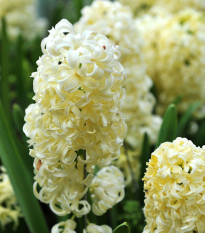 Hyacint Gipsy Princess - Hyacinthus L. - predaj cibuľovín - 1 ks