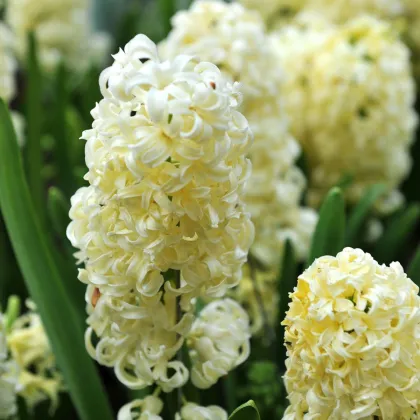 Hyacint Gipsy Princess - Hyacinthus L. - predaj cibuľovín - 1 ks