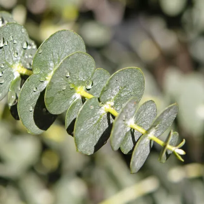 Eucalyptus Gunnii - Blahovičník Gunnov - Eucalyptus gunnii - predaj semien - 10 ks