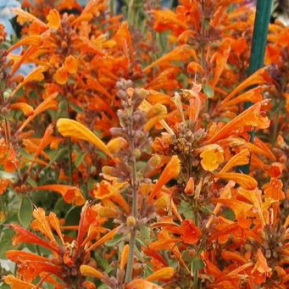 Agastache Apricot Sprite - Agastache aurantiaca - semená - 20 ks