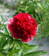 Pivónia lekárska Rubra Plena - Paeonia officinalis - predaj cibuľovín - 1 ks