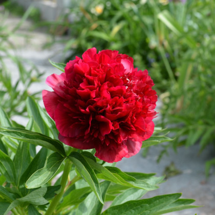 Pivónia lekárska Rubra Plena - Paeonia officinalis - predaj cibuľovín - 1 ks