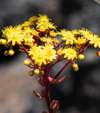 Ružicovka - Aeonium spathulatum - predaj semien - 8 ks