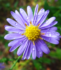 Astra alpská modrá - Aster alpinus - predaj semien - 50 ks