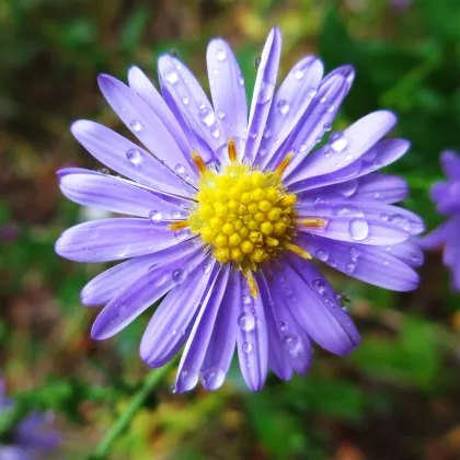 Astra alpská modrá - Aster alpinus - predaj semien - 50 ks