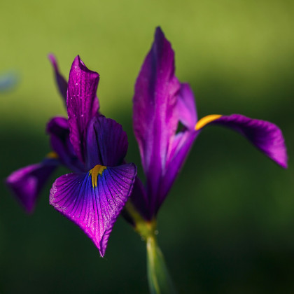 Kosatec Purple Sensation - Iris hollandica - predaj cibuľovín - 3 ks