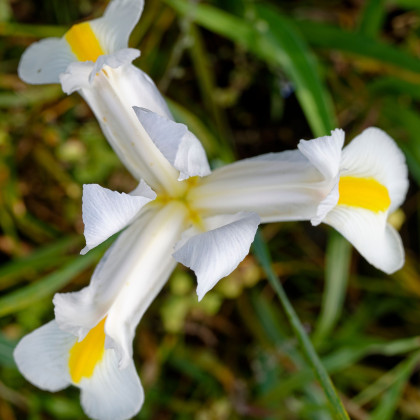 Kosatec White Excelsior - Iris hollandica - predaj cibuľovín - 3 ks