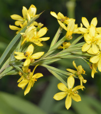 Badil žltý - Sisyrinchium californicum - semiačka - 10 ks