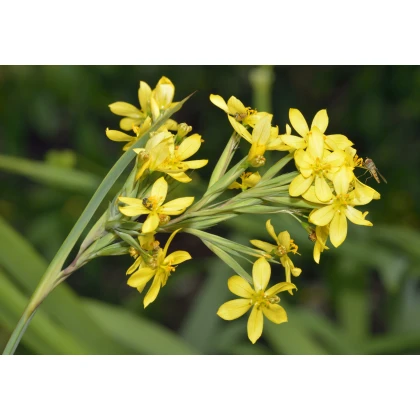 Badil žltý - Sisyrinchium californicum - semiačka - 10 ks